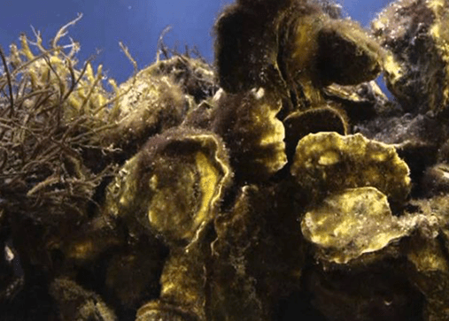 Oysters of the Gulf Sound