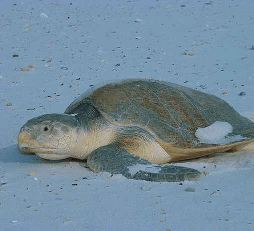 Kemp’s Ridley Sea Turtle